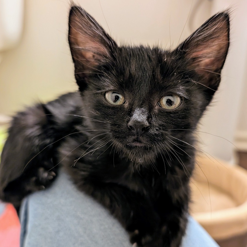 Lilith- Sweet & Playful! Good w/ Cats! ADOPTION FEE $125