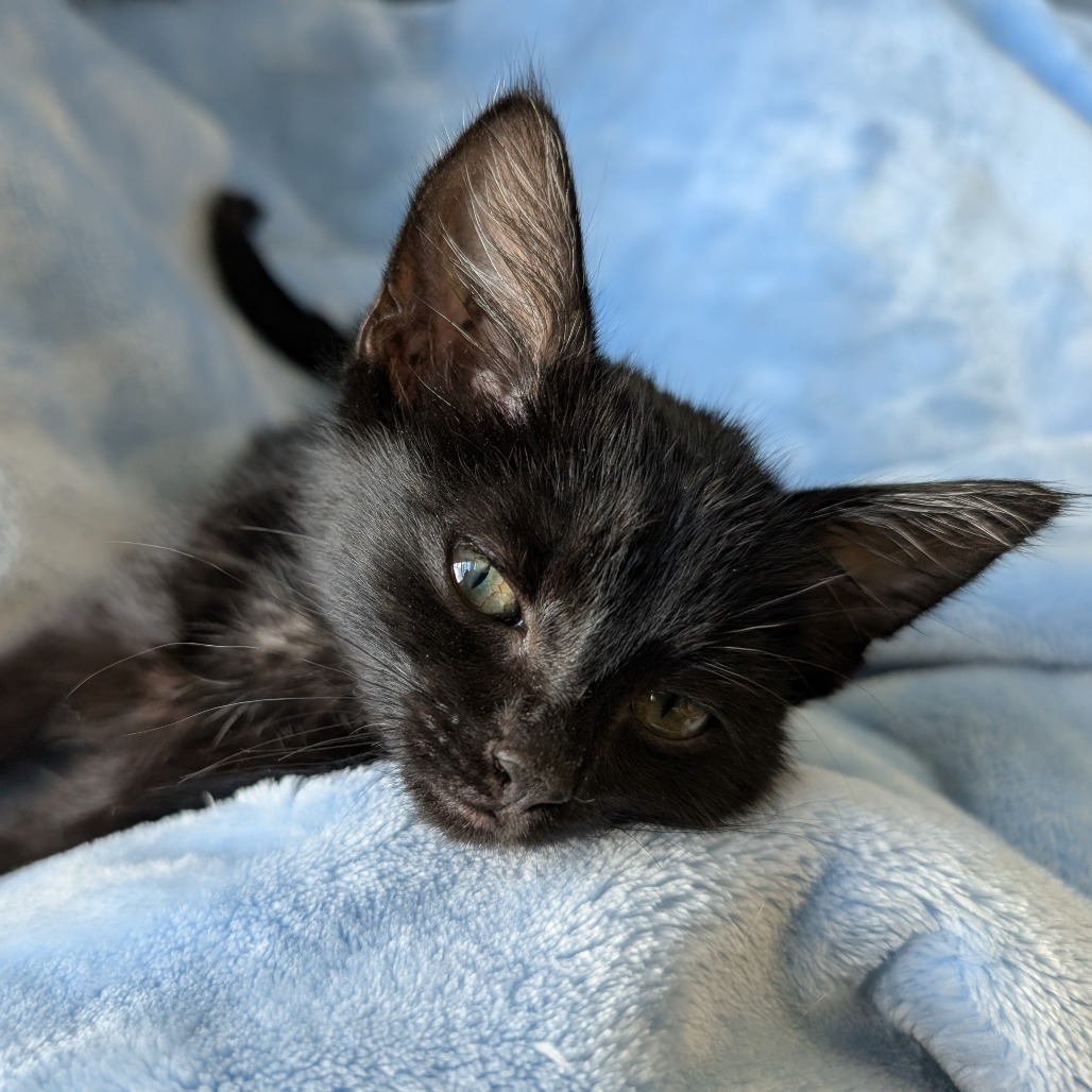 Lilith- Sweet & Playful! Good w/ Cats! ADOPTION FEE $125