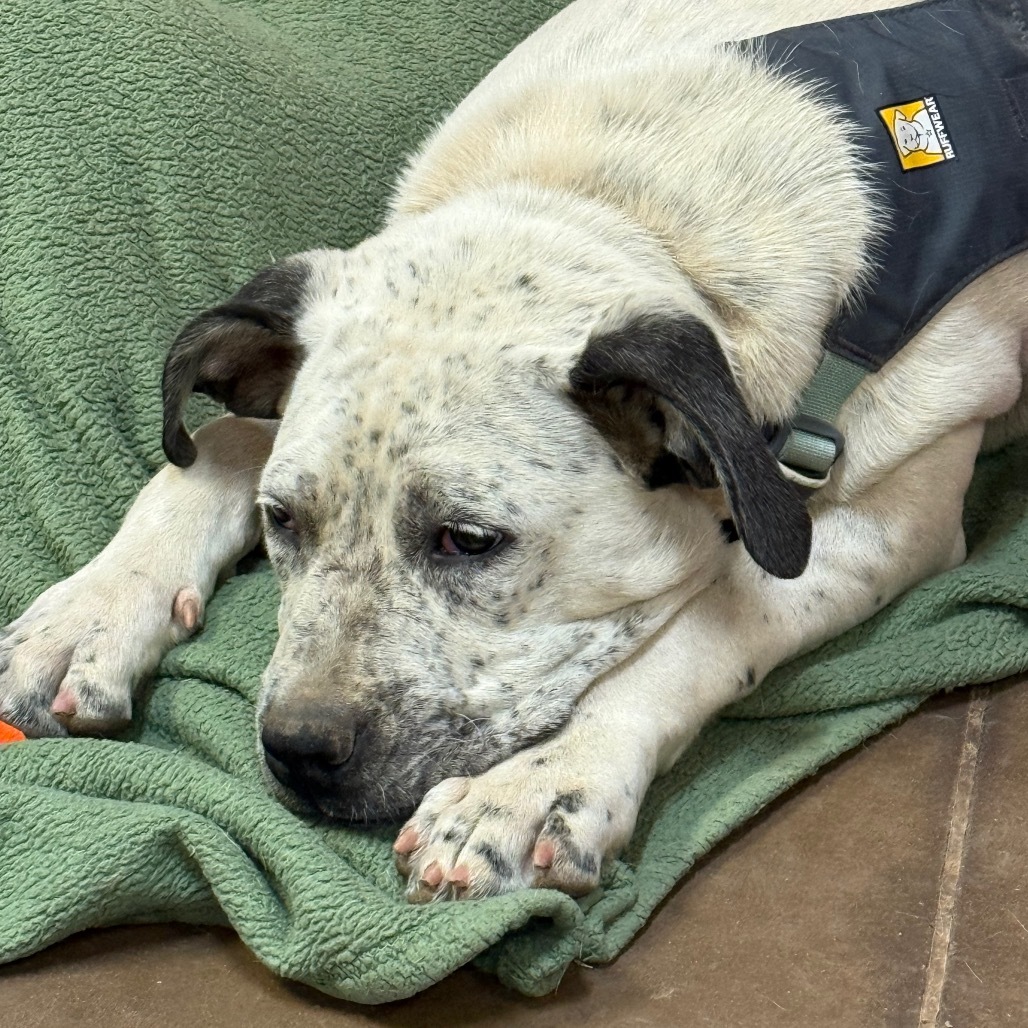 Pierogi- Playful and Dog Friendly!