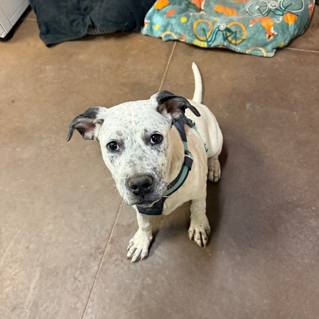 Pierogi- Playful and Dog Friendly!