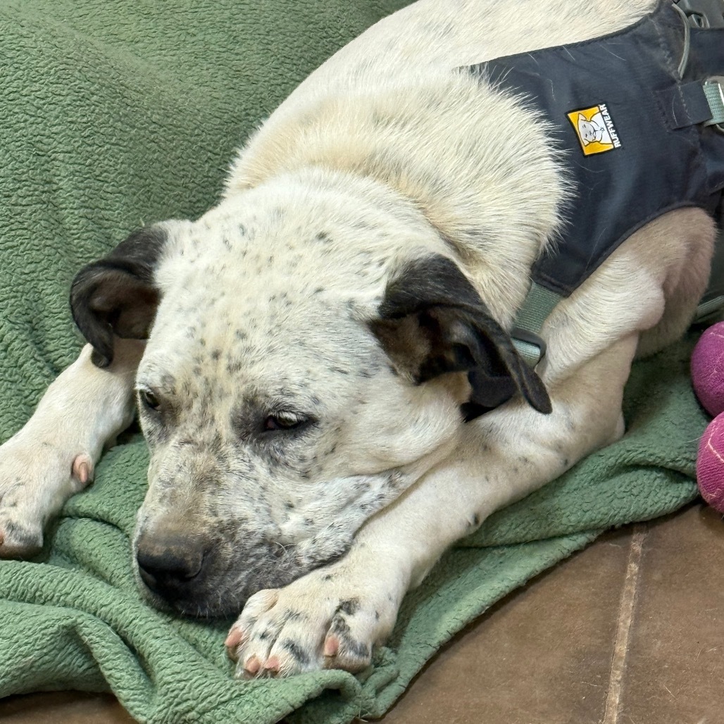 Pierogi- Playful and Dog Friendly!
