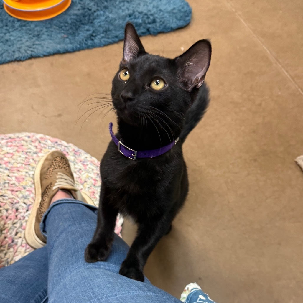 Salem w/ Sabrina - Cuddly & playful!