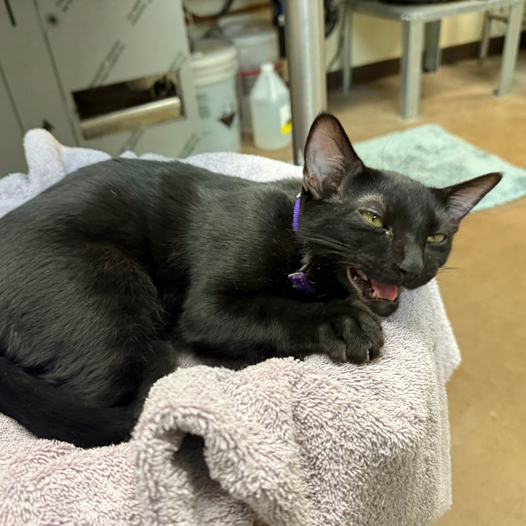 Salem w/ Sabrina - Cuddly & playful!