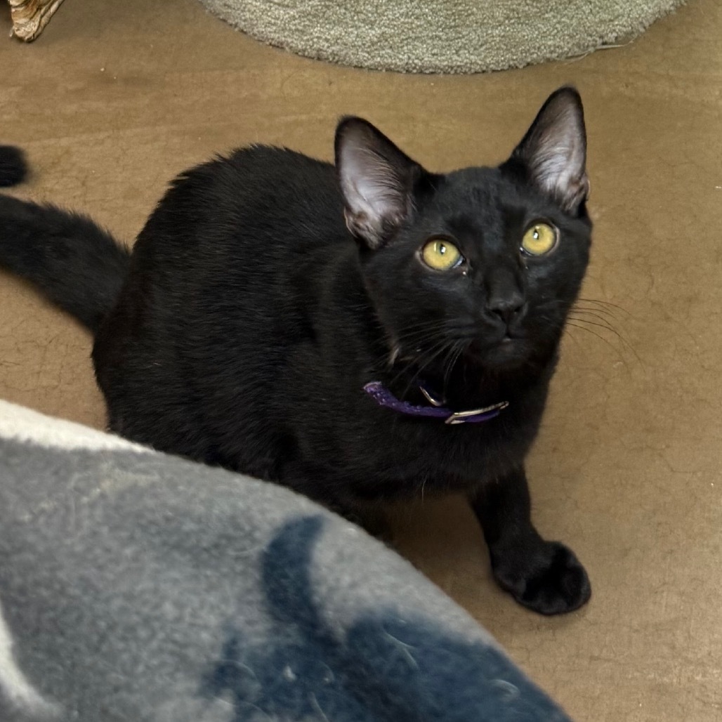 Salem w/ Sabrina - Cuddly & playful!