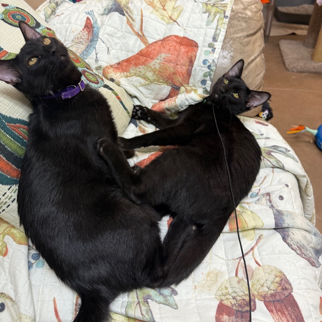 Salem w/ Sabrina - Cuddly & playful!
