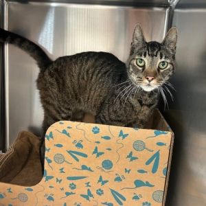 Mission, Senior Male unknown
