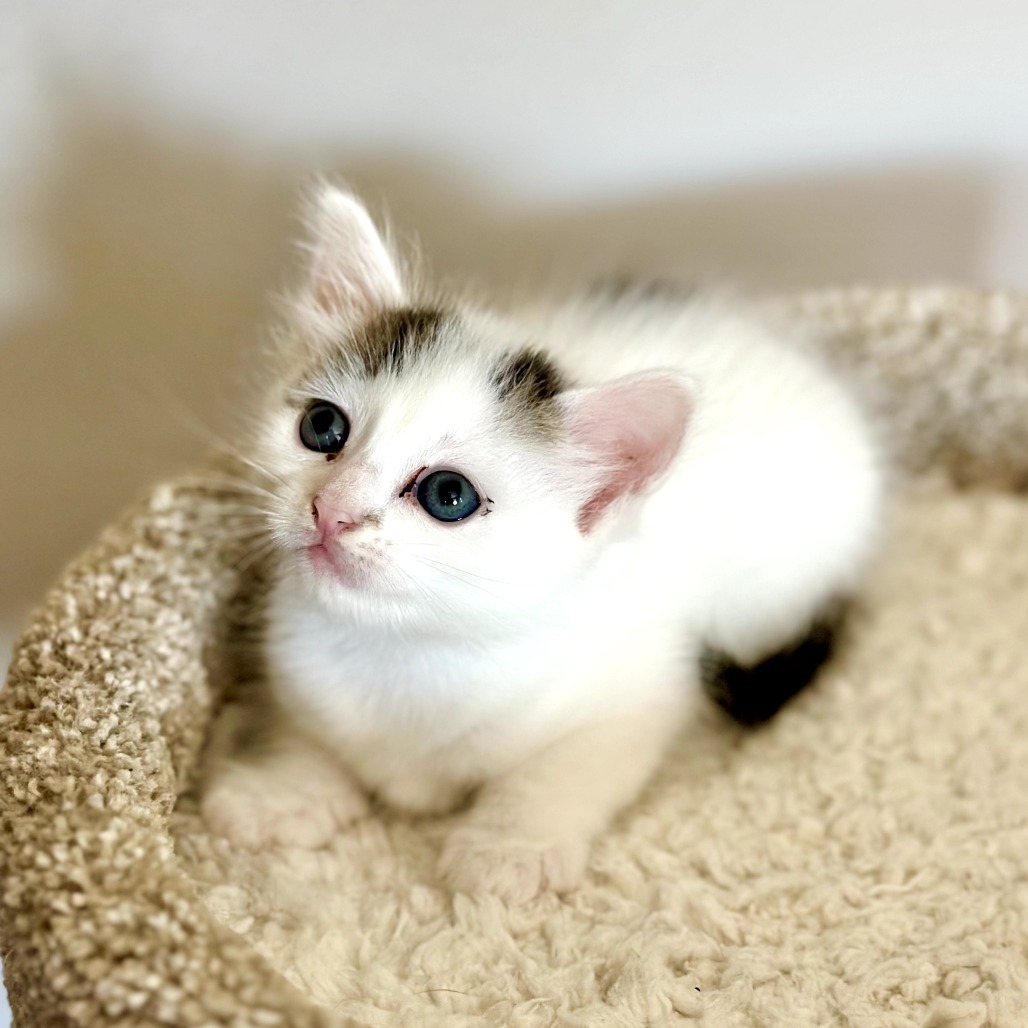 Bella