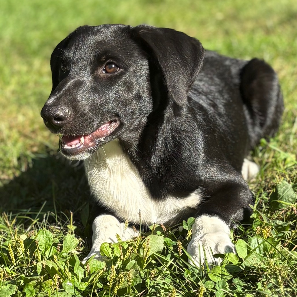 Danny Kaye, 8584, an adoptable Australian Shepherd, Australian Cattle Dog / Blue Heeler in Ada, MN, 56510 | Photo Image 1