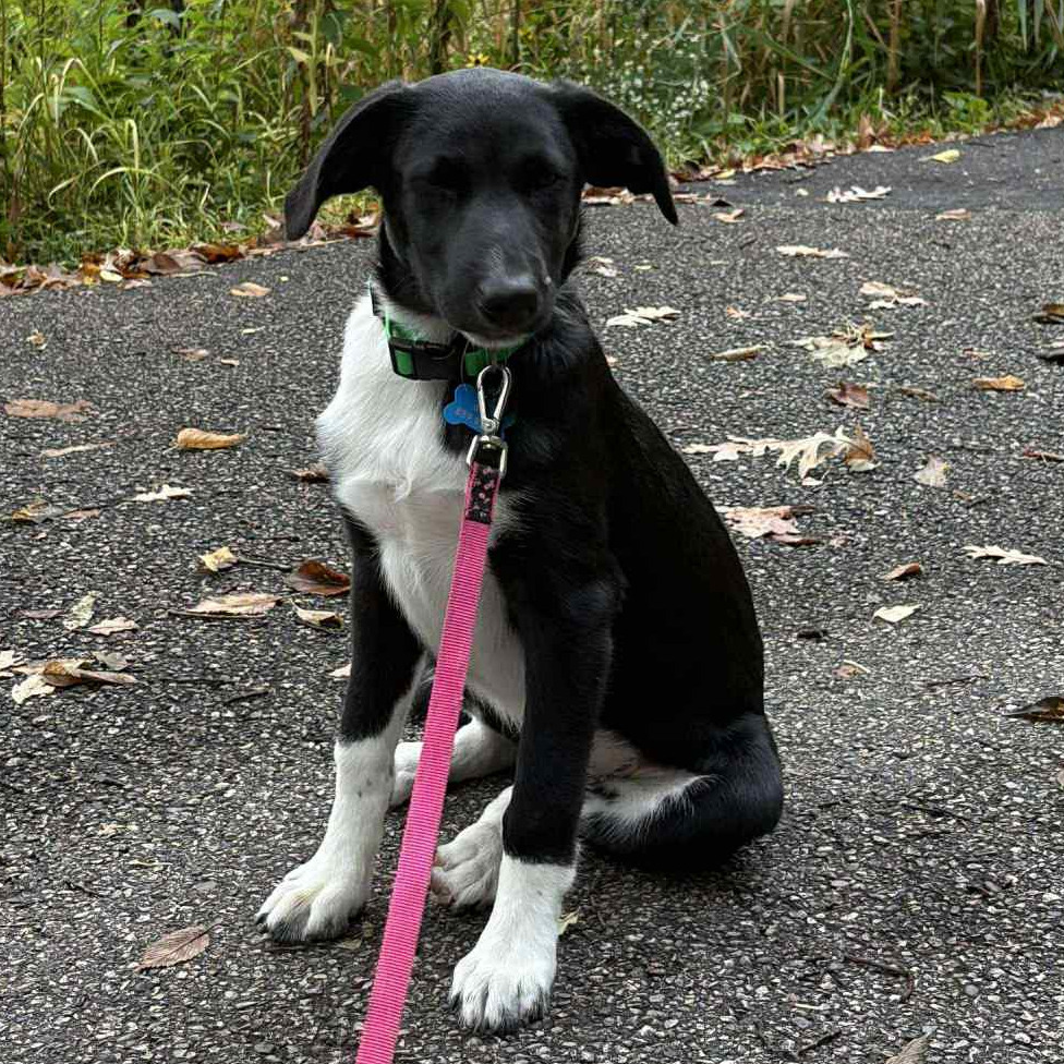 Danny Kaye, 8584, an adoptable Australian Shepherd, Australian Cattle Dog / Blue Heeler in Ada, MN, 56510 | Photo Image 2