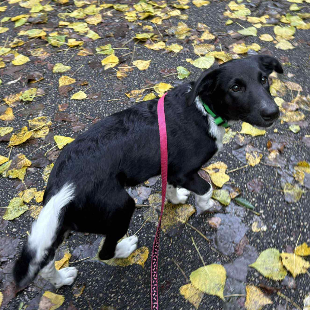 Danny Kaye, 8584, an adoptable Australian Shepherd, Australian Cattle Dog / Blue Heeler in Ada, MN, 56510 | Photo Image 3