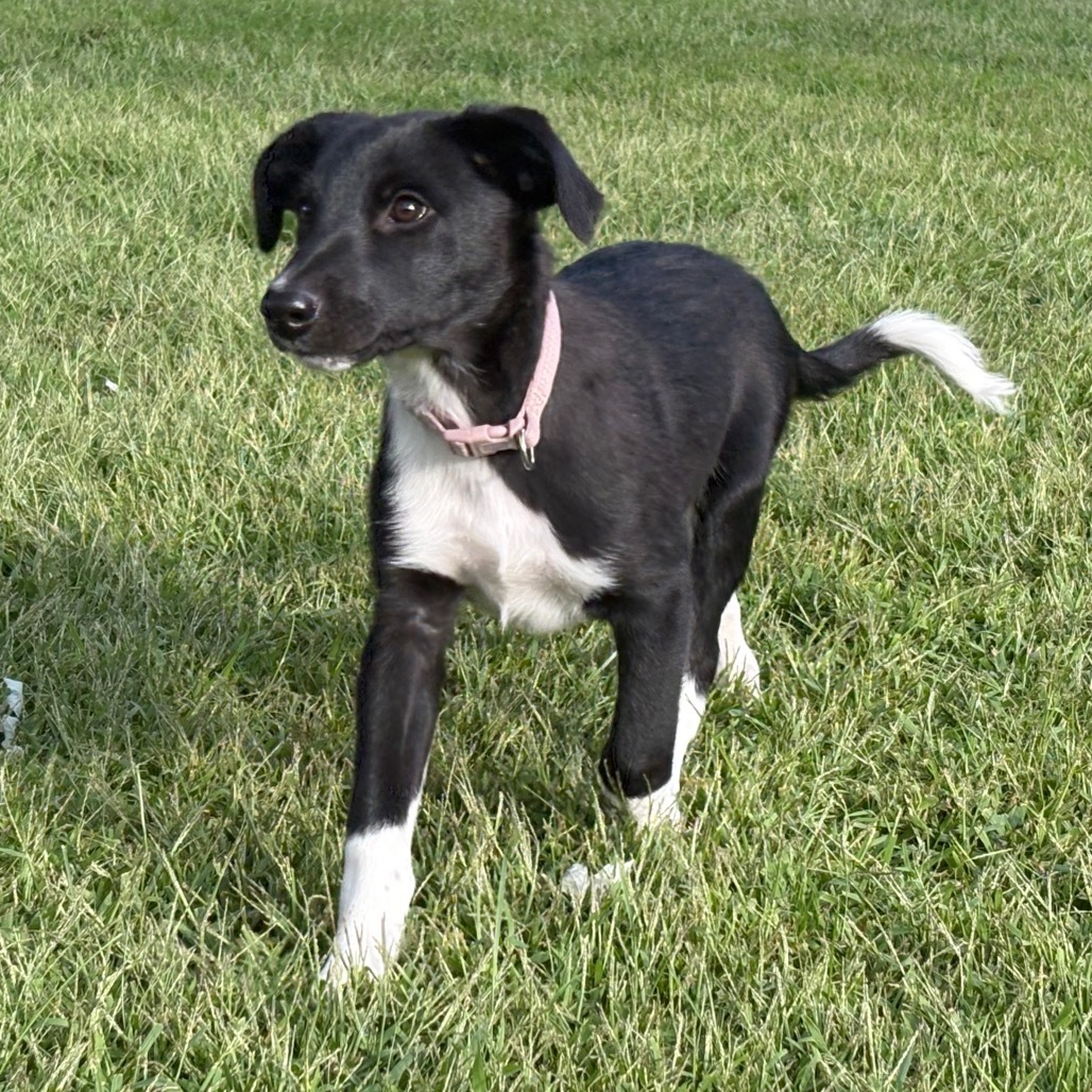 Danny Kaye, 8584, an adoptable Australian Shepherd, Australian Cattle Dog / Blue Heeler in Ada, MN, 56510 | Photo Image 4