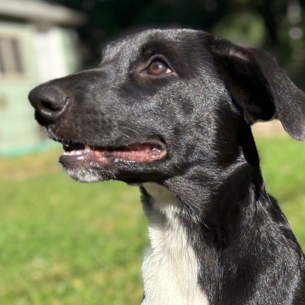 Danny Kaye, 8584, an adoptable Australian Shepherd, Australian Cattle Dog / Blue Heeler in Ada, MN, 56510 | Photo Image 5