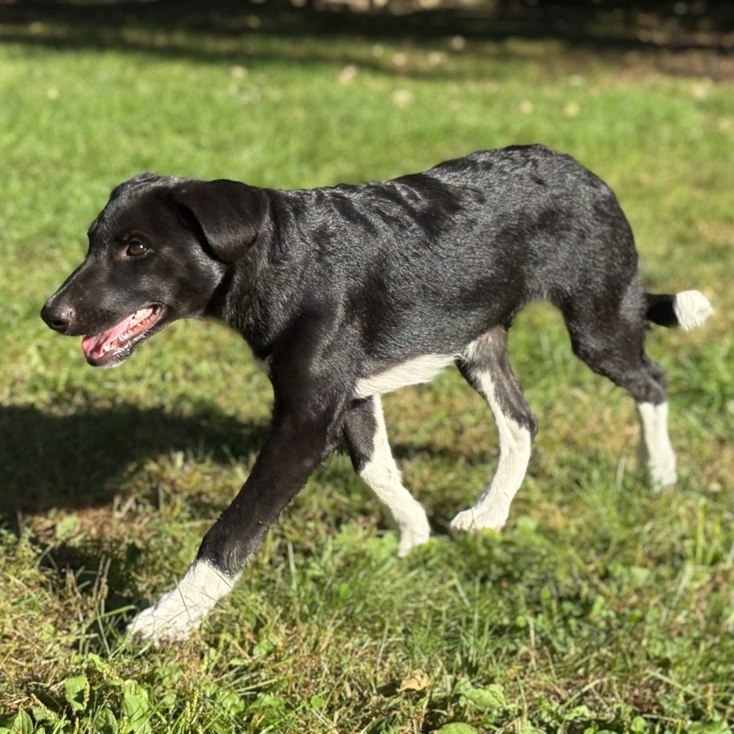 Danny Kaye, 8584, an adoptable Australian Shepherd, Australian Cattle Dog / Blue Heeler in Ada, MN, 56510 | Photo Image 6