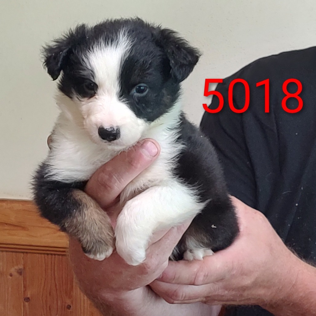 Nina, 5018