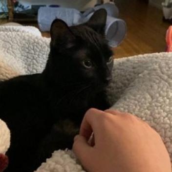 Theory, an adoptable Domestic Short Hair in Bismarck, ND, 58507 | Photo Image 1