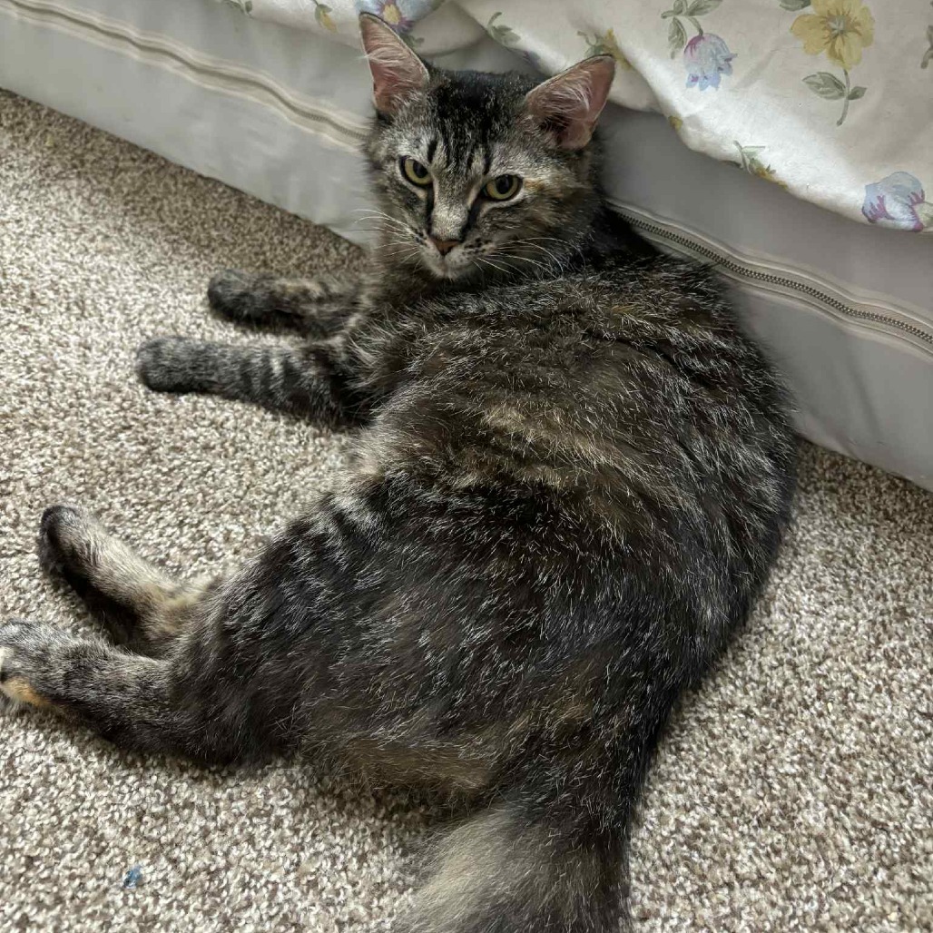 Lina, an adoptable Domestic Long Hair in Bismarck, ND, 58507 | Photo Image 2
