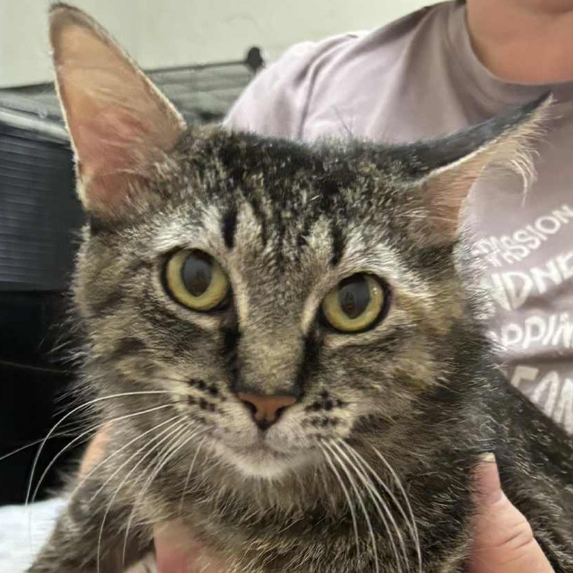 Lina, an adoptable Domestic Long Hair in Bismarck, ND, 58507 | Photo Image 3