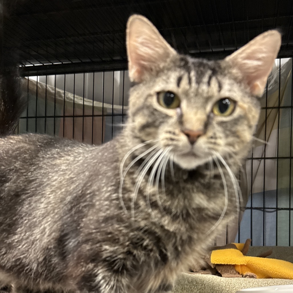 Lina, an adoptable Domestic Long Hair in Bismarck, ND, 58507 | Photo Image 4