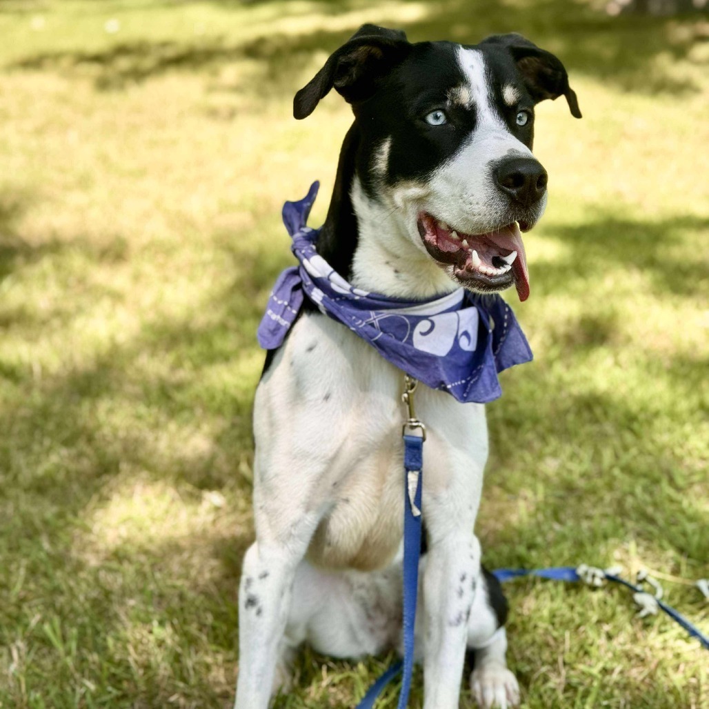 Iris, an adoptable Pit Bull Terrier, Husky in Brainerd, MN, 56401 | Photo Image 1