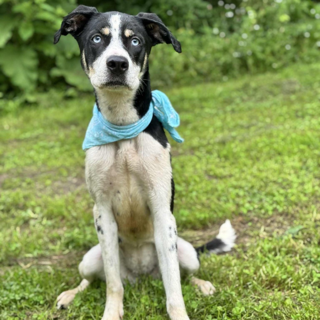 Iris, an adoptable Pit Bull Terrier, Husky in Brainerd, MN, 56401 | Photo Image 2