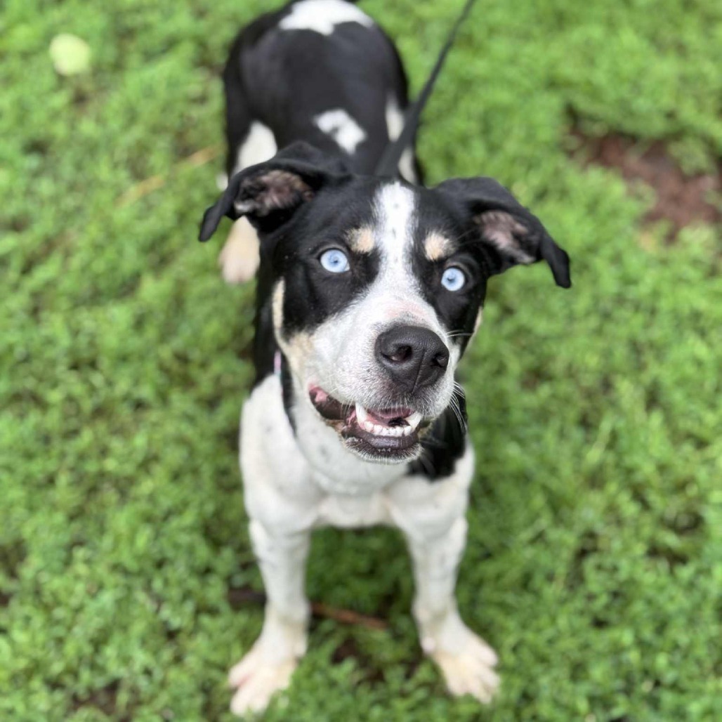 Iris, an adoptable Pit Bull Terrier, Husky in Brainerd, MN, 56401 | Photo Image 3