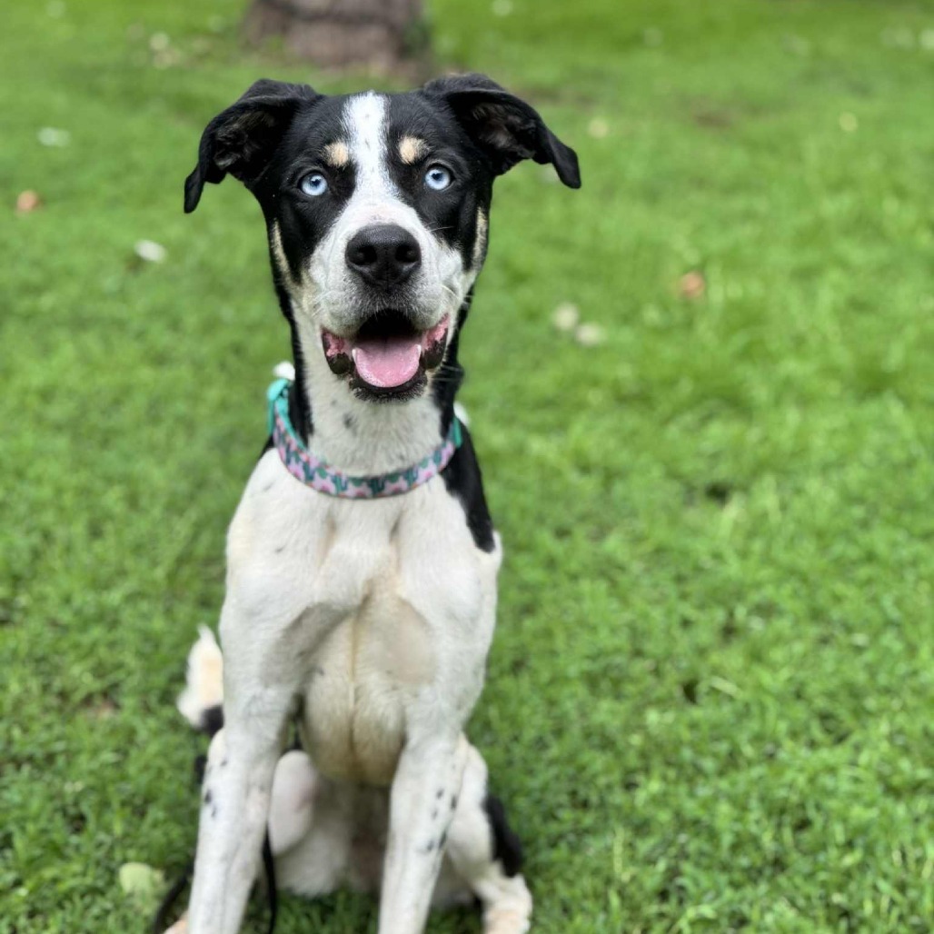 Iris, an adoptable Pit Bull Terrier, Husky in Brainerd, MN, 56401 | Photo Image 4