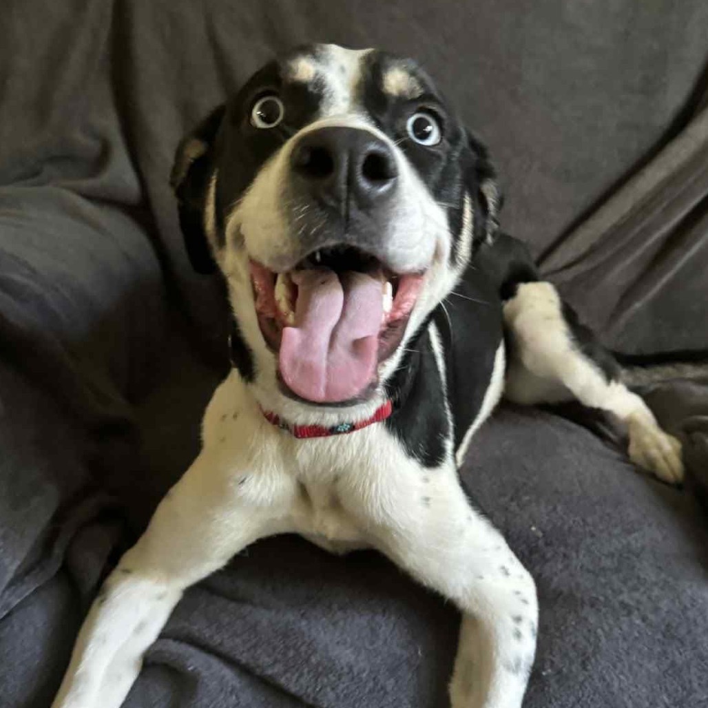 Iris, an adoptable Pit Bull Terrier, Husky in Brainerd, MN, 56401 | Photo Image 5