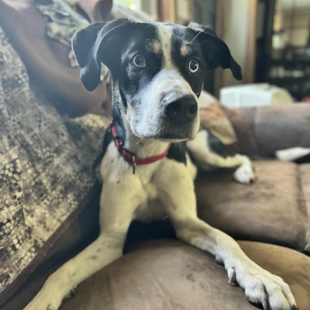 Iris, an adoptable Pit Bull Terrier, Husky in Brainerd, MN, 56401 | Photo Image 6