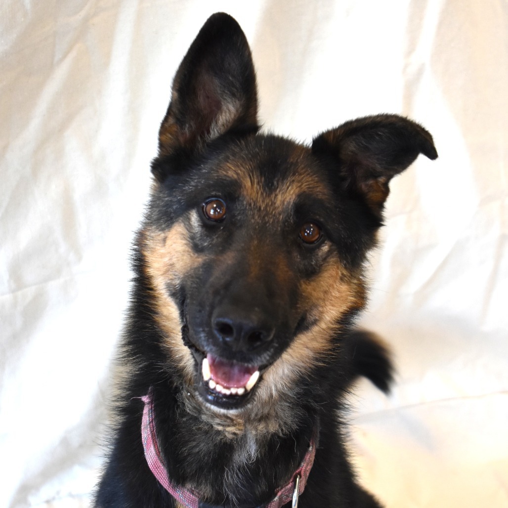 Izzy, an adoptable German Shepherd Dog in Rifle, CO, 81650 | Photo Image 1
