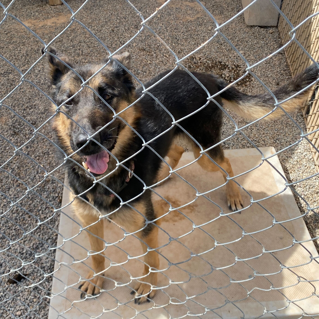 Izzy, an adoptable German Shepherd Dog in Rifle, CO, 81650 | Photo Image 2