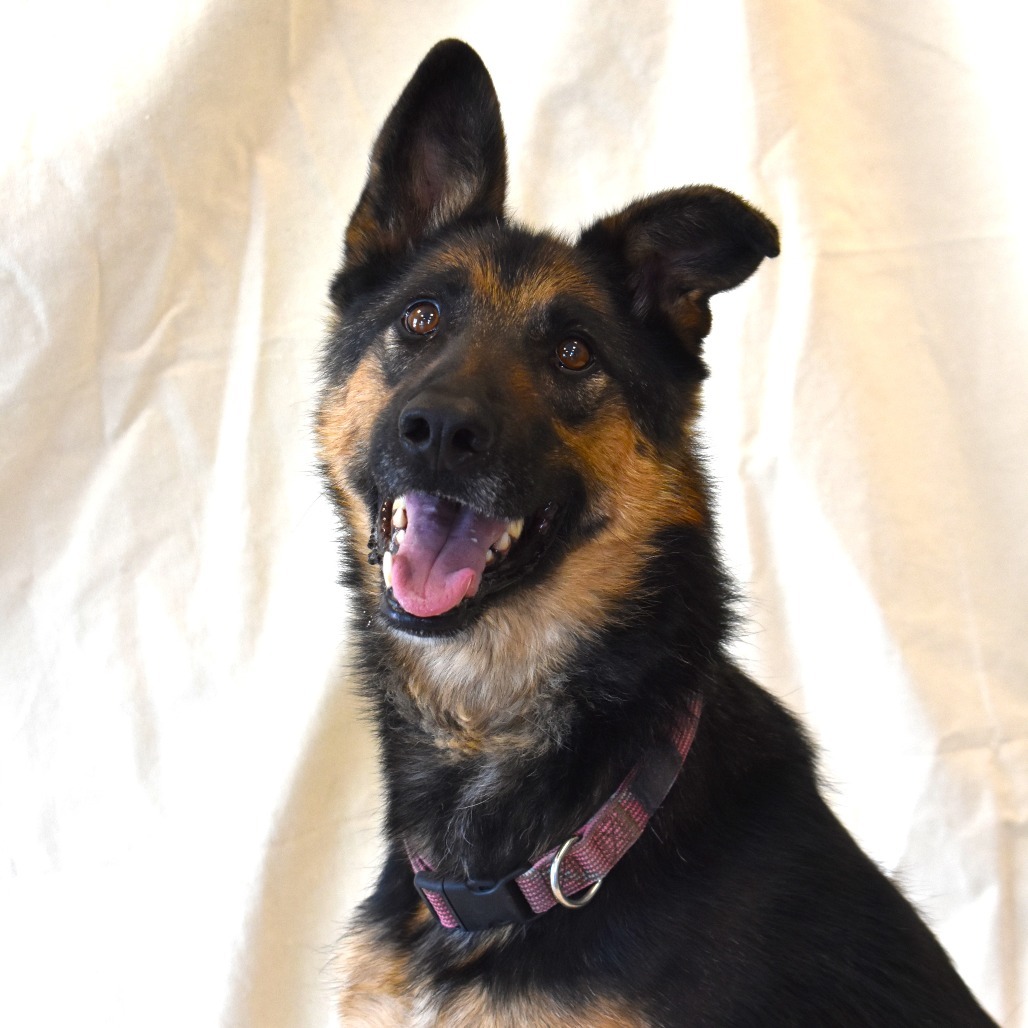 Izzy, an adoptable German Shepherd Dog in Rifle, CO, 81650 | Photo Image 3