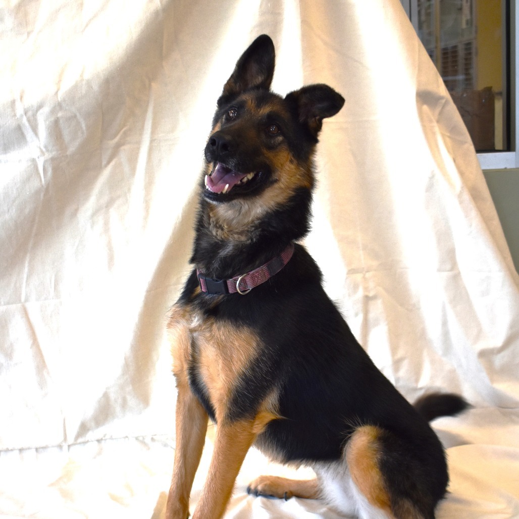 Izzy, an adoptable German Shepherd Dog in Rifle, CO, 81650 | Photo Image 5