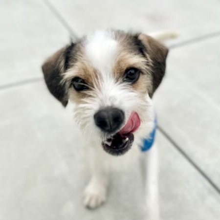 Chip