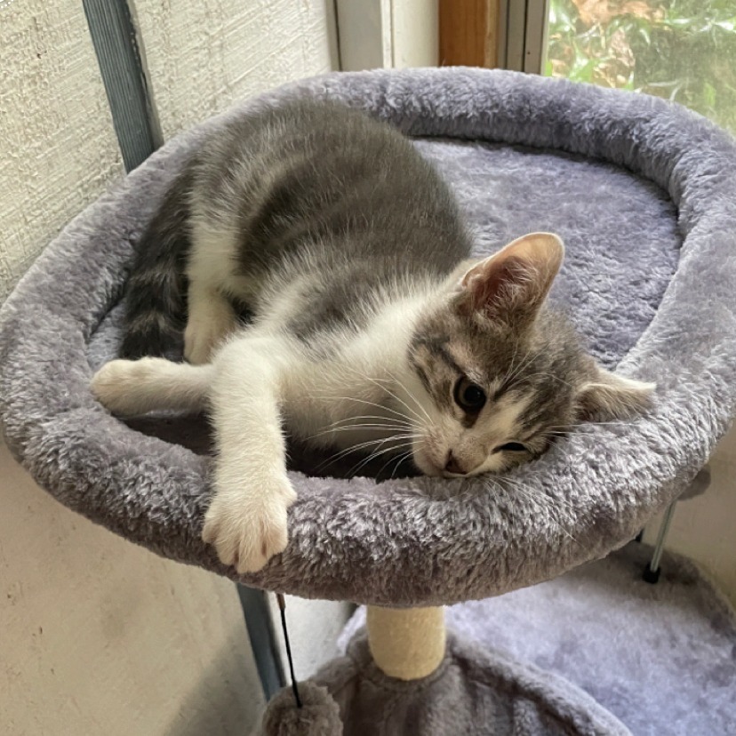 Pam (Adopt with Jim or Dwight)