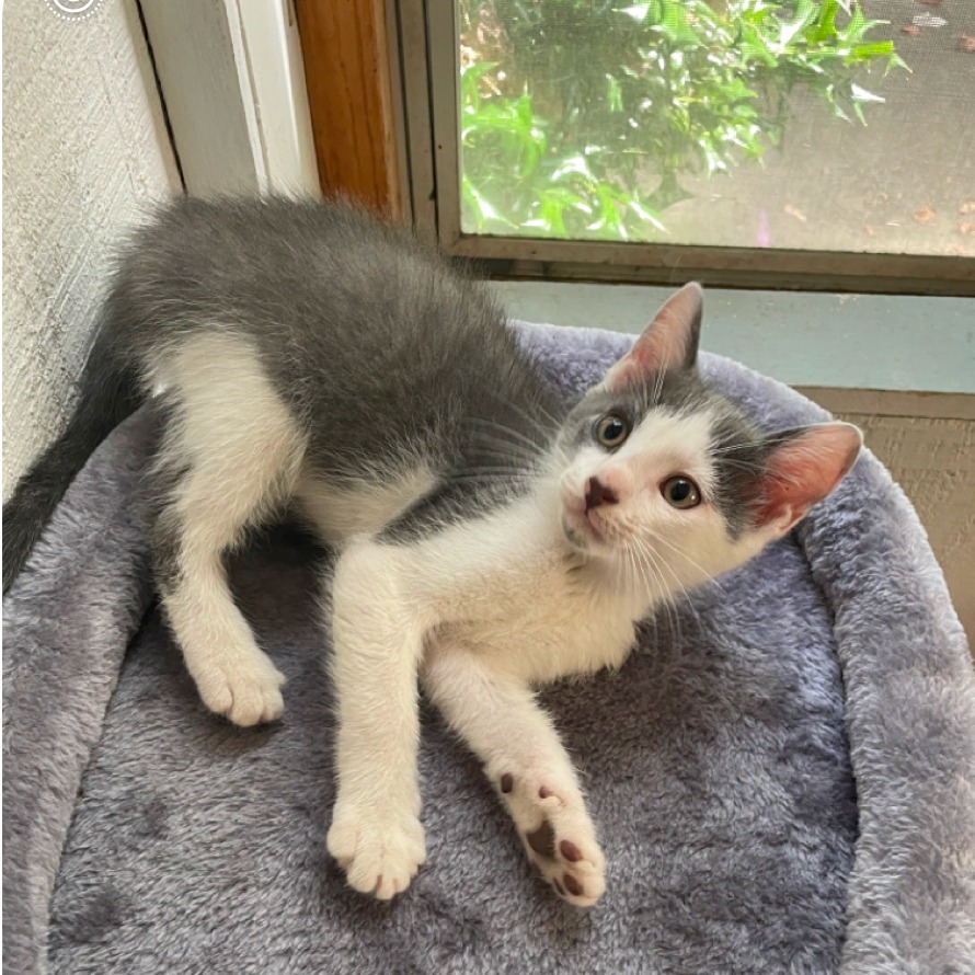 Dwight (Adopt with Pam or Angela)