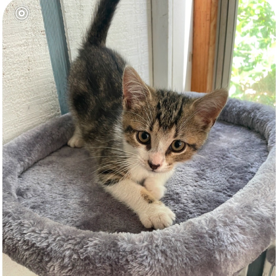 Angela (adopt with Dwight or Jim)