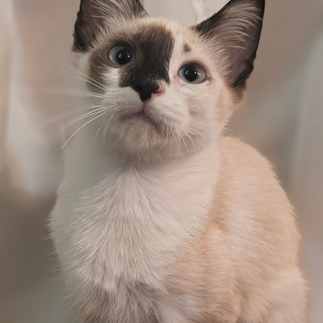 Maui Fincher