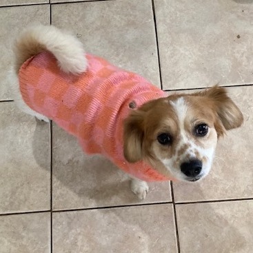 Haven, an adoptable Papillon, Bichon Frise in Sarasota, FL, 34240 | Photo Image 1