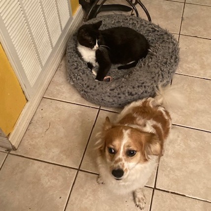 Haven, an adoptable Papillon, Bichon Frise in Sarasota, FL, 34240 | Photo Image 2