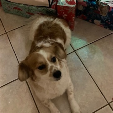 Haven, an adoptable Papillon, Bichon Frise in Sarasota, FL, 34240 | Photo Image 3