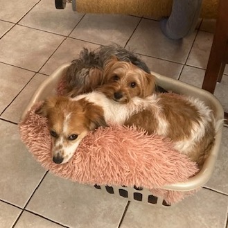 Haven, an adoptable Papillon, Bichon Frise in Sarasota, FL, 34240 | Photo Image 5