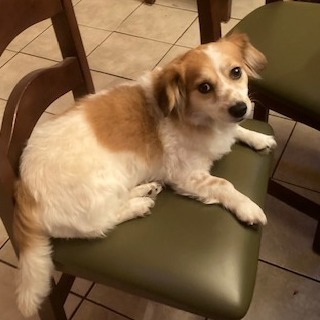 Haven, an adoptable Papillon, Bichon Frise in Sarasota, FL, 34240 | Photo Image 6