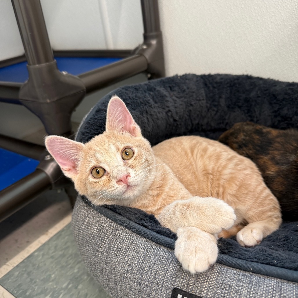 Foxy, an adoptable Domestic Medium Hair in Mount Shasta, CA, 96067 | Photo Image 1