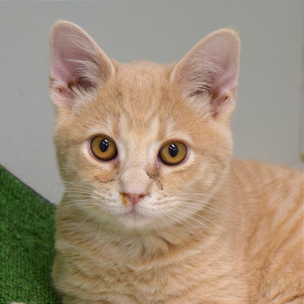 Foxy, an adoptable Domestic Medium Hair in Mount Shasta, CA, 96067 | Photo Image 1