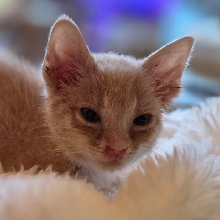 Foxy, an adoptable Domestic Medium Hair in Mount Shasta, CA, 96067 | Photo Image 2