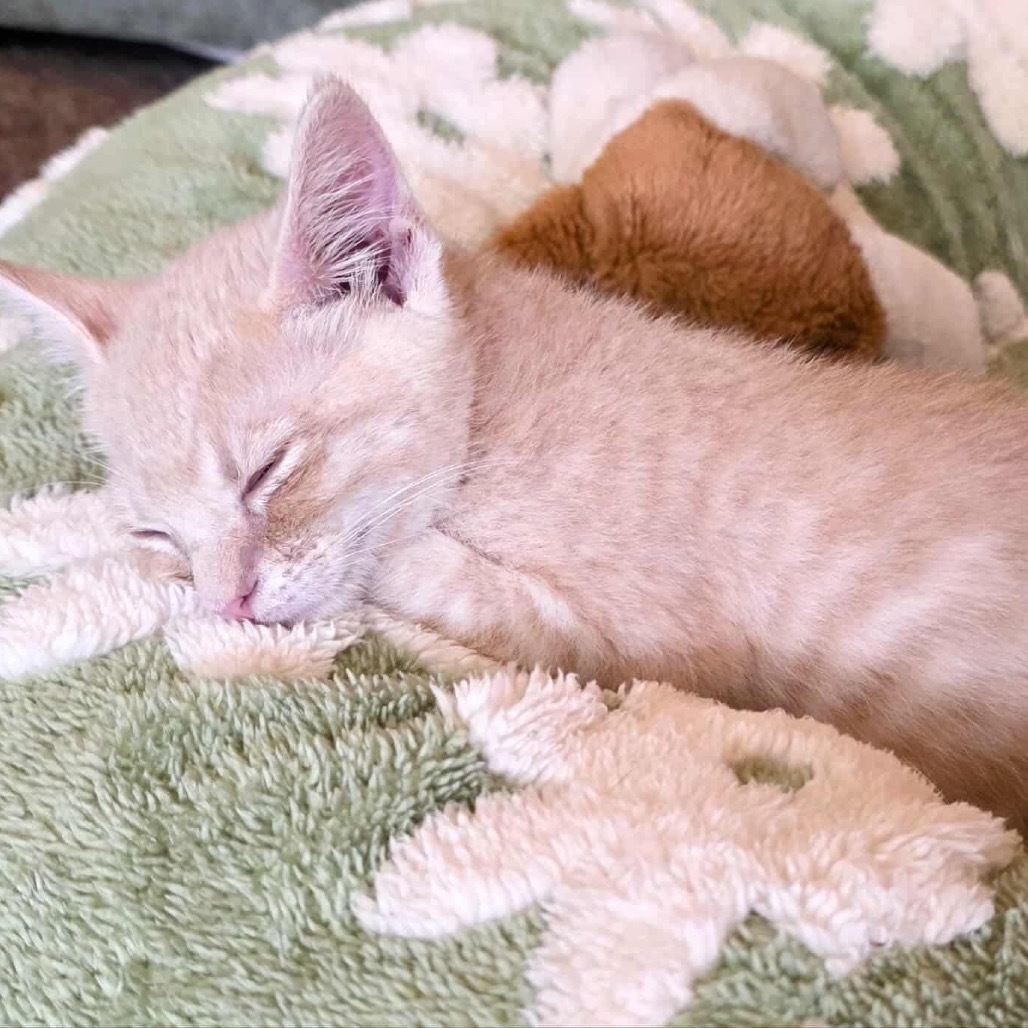 Foxy, an adoptable Domestic Medium Hair in Mount Shasta, CA, 96067 | Photo Image 3