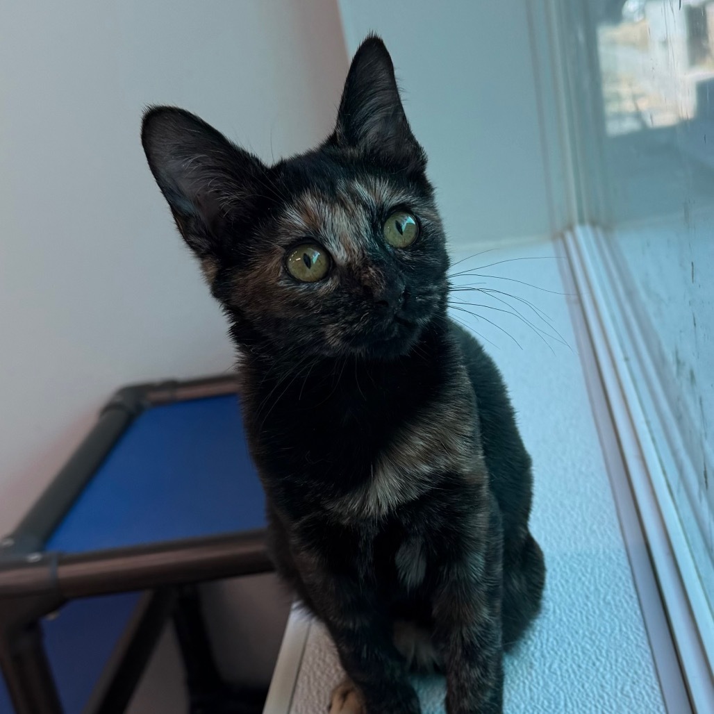 Shelly, an adoptable Domestic Medium Hair in Mount Shasta, CA, 96067 | Photo Image 1