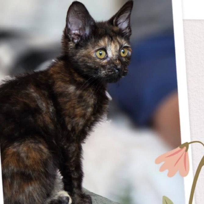 Shelly, an adoptable Domestic Medium Hair in Mount Shasta, CA, 96067 | Photo Image 2