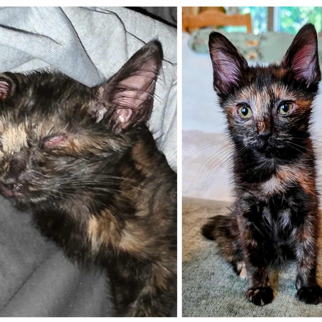 Shelly, an adoptable Domestic Medium Hair in Mount Shasta, CA, 96067 | Photo Image 3