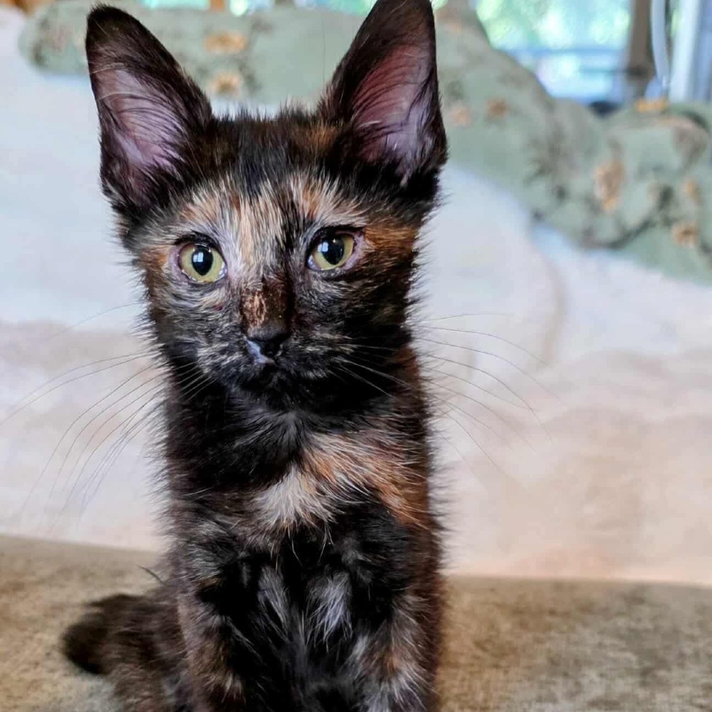 Shelly, an adoptable Domestic Medium Hair in Mount Shasta, CA, 96067 | Photo Image 4